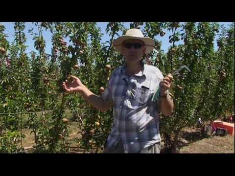 Fruit Shrinkage &amp; Expansion - implications for sweetness &amp; yield using Fruit Gauges on Blush Pears
