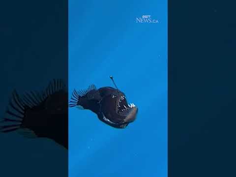 Rare deep sea fish known as the black seadevil captured on camera