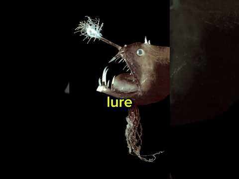 Scientists Have Discovered Glow-In-The-Dark Animals (Exclusive Footage)#shorts #viral #facts #animal