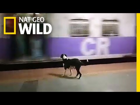 Every Night, This Dog Waits in Vain for the Same Train Car | Nat Geo Wild